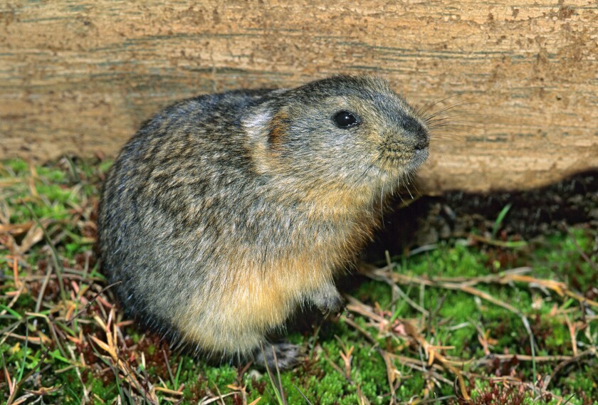 Northern collared lemming (Dicrostonyx groenlandicus), Banks Island, Northwest Territories, Arctic Canada