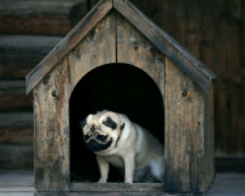 dog in dog house