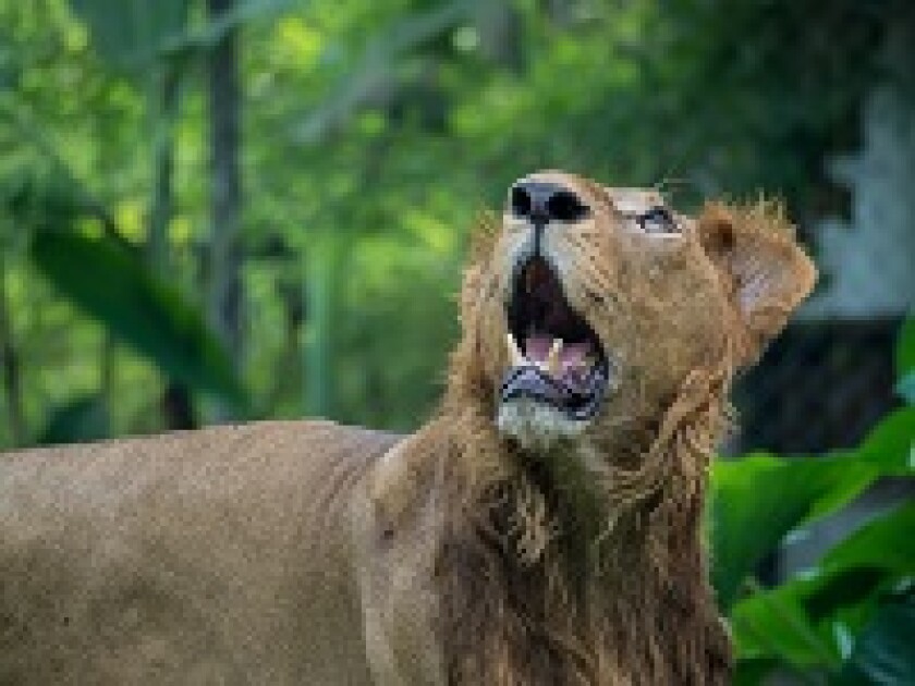 lion roar 230px