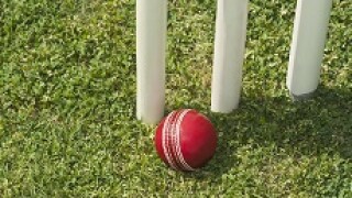 cricket_230px