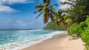 Beautiful sunny beach and coconut palms