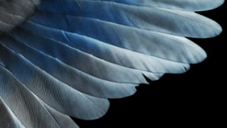 wings-for-ifis.jpg