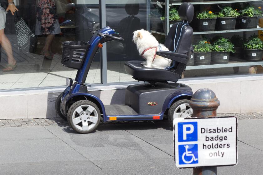 dog on a motability scooter