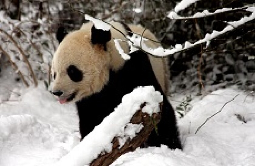 panda snow