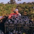 Harvesting Pinto Noir grapes, Delatite Winery, near Mansfield, Victoria, Australia