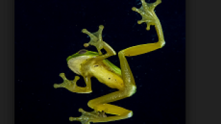 leapfrog