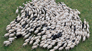 Flock 230