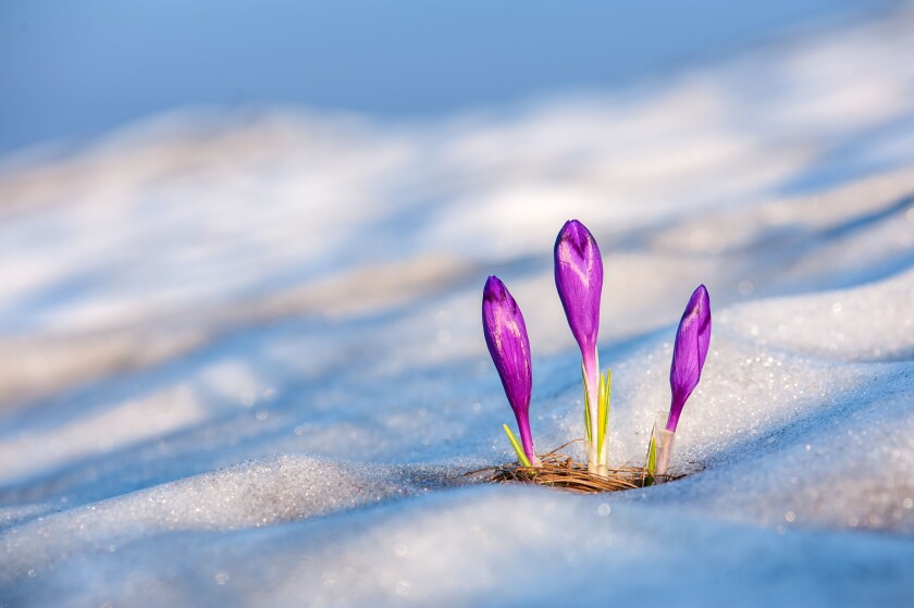 spring flower crocus close up