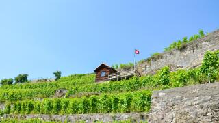 Magnificent terraced vineyards on slopes by Lake Geneva in famous Lavaux wine region, Switzerland. Green vineyard on a hill. Switzerland flag waving. Swiss landscape. Wine making, viticulture, winery.