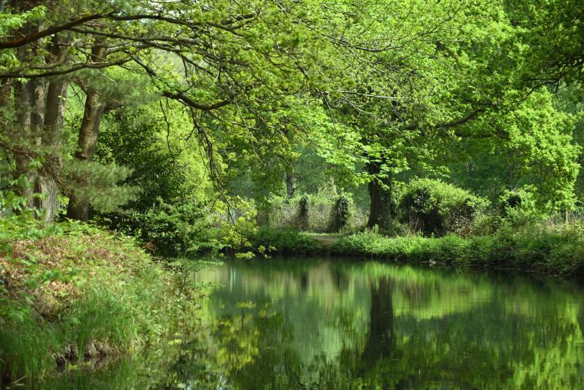 Deep green colours reflected in the beautiful Basingstoke Canal in Surrey, in this late spring/early summer scene of bucolic calm