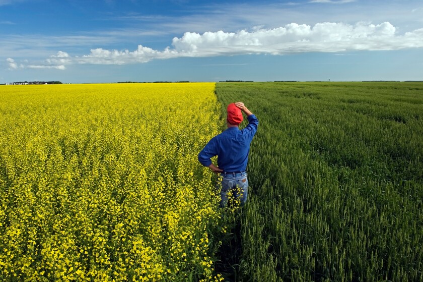 Man looking out through wheat and canola gields in Spring. Near Dugald, Manitoba, Canada