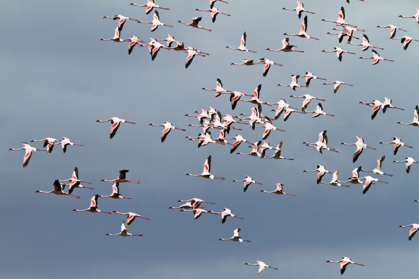 Lesser Flamingoes, flock in flight, Phoeniconaias minor, Arusha National Park, Tanzania, East Africa, Africa