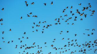 Sandhill cranes migrate through the San Luis valley two times a year to feed and rest before continuing on their journey. Monte Vista, Colorado