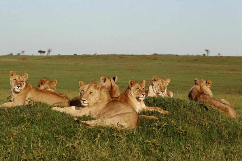 Pride of Lions