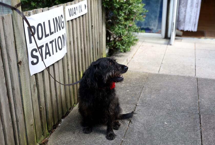 London, UK. 4th July, 2024. A dog waits for its master outside a polling station in London, Britain on July 4, 2024. Millions in Britain began to cast their votes in the general election on Thursday, as around 40,000 polling stations across the country op