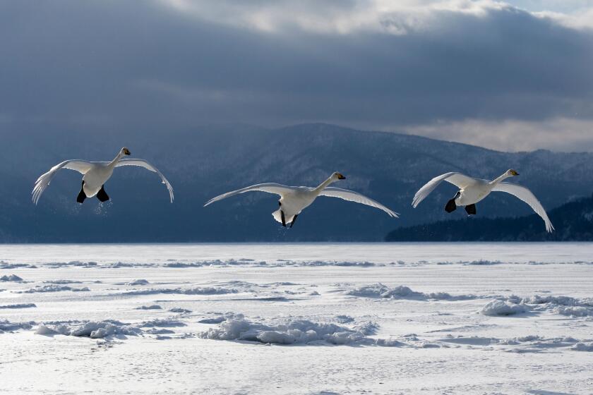 Whooper Swan (Cygnus cygnus) trio flying, Hokkaido, Japan