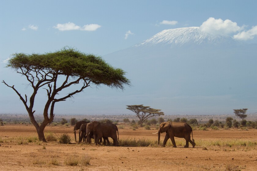 Africa, Kenya, Amboseli-Elephants walking in plains with Mt. Kilimanjaro in background