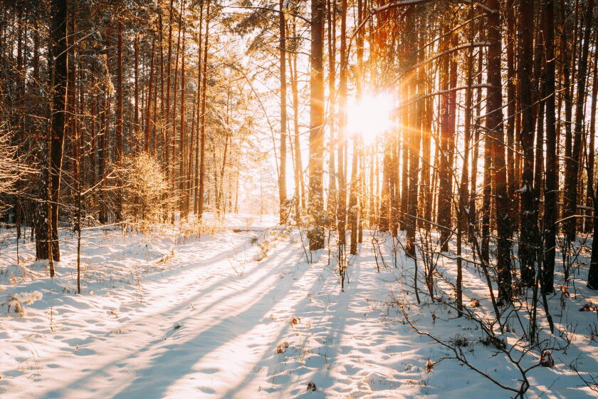 Beautiful Bright Sunset Sunrise Sun Sunshine In Sunny Winter Snowy Coniferous Forest. Natural Sunlight Through Woods In Winter Forest Landscape.