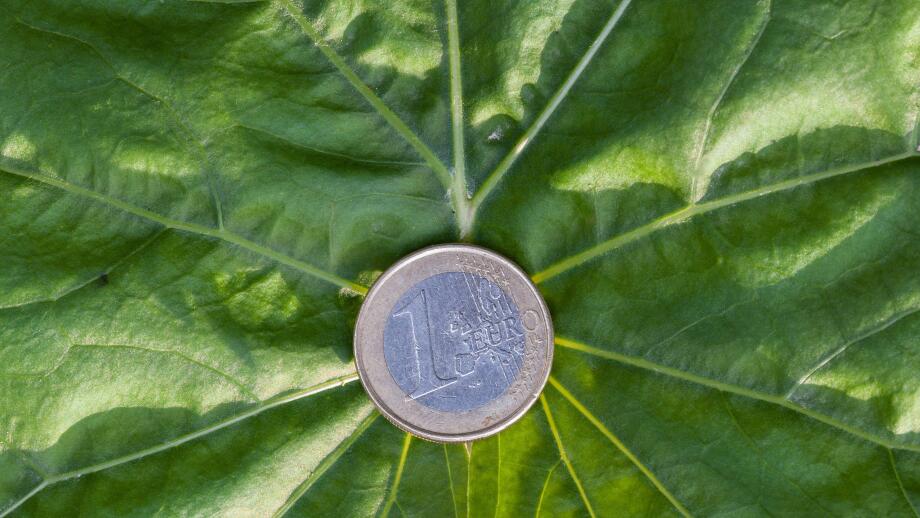 A euro coin lies on a green leaf. Green investment and green profits, investment in green technologies promises profitable success.