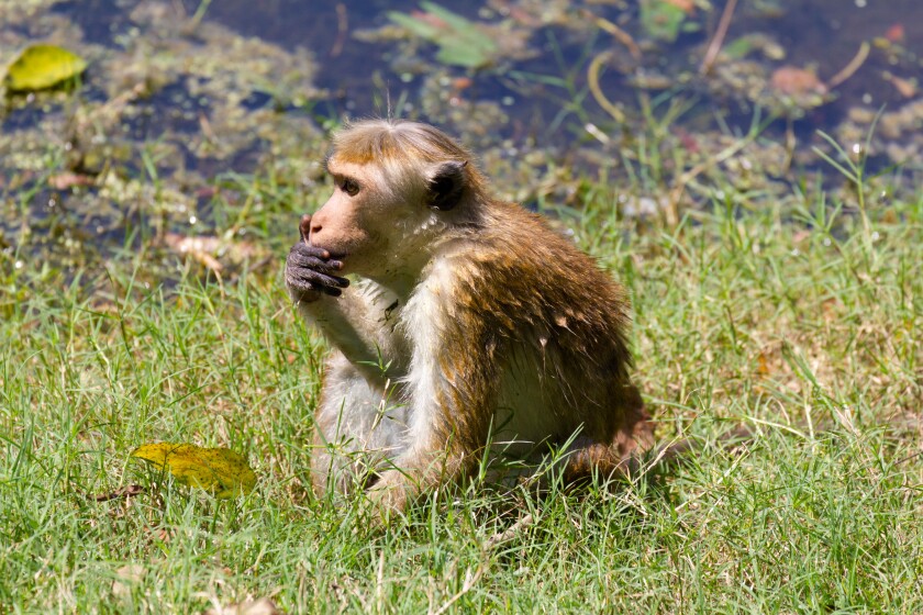 Toque Macaque monkey in Anuradhapura, Sri Lanka