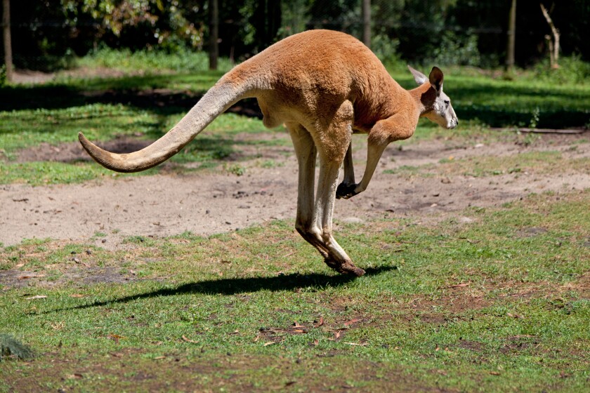 Red kangaroo hopping around in Australia