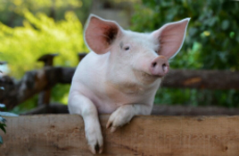 Piggy_3_230px