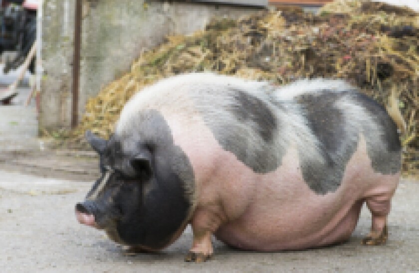 Pig