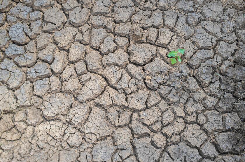 Plant sprouting in dried cracked river bed soil. Overharvesting of rivers for agricultural purposes concept