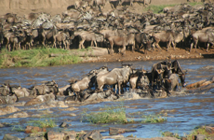 parched oasis