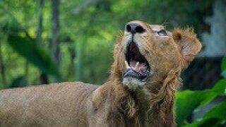 lion roar 230px