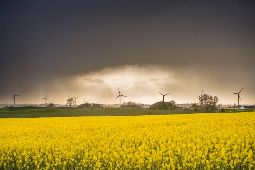 Landscape with wind turbines and fields of flowering rape seed and storm clouds behind. Osterlen, Skane, Sweden. Scandinavia.