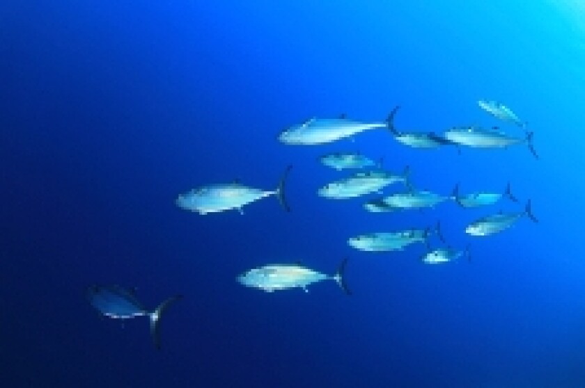 Fish