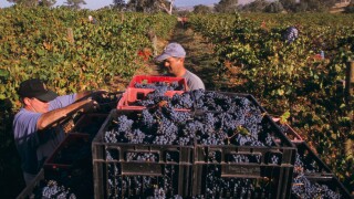 Harvesting Pinto Noir grapes, Delatite Winery, near Mansfield, Victoria, Australia