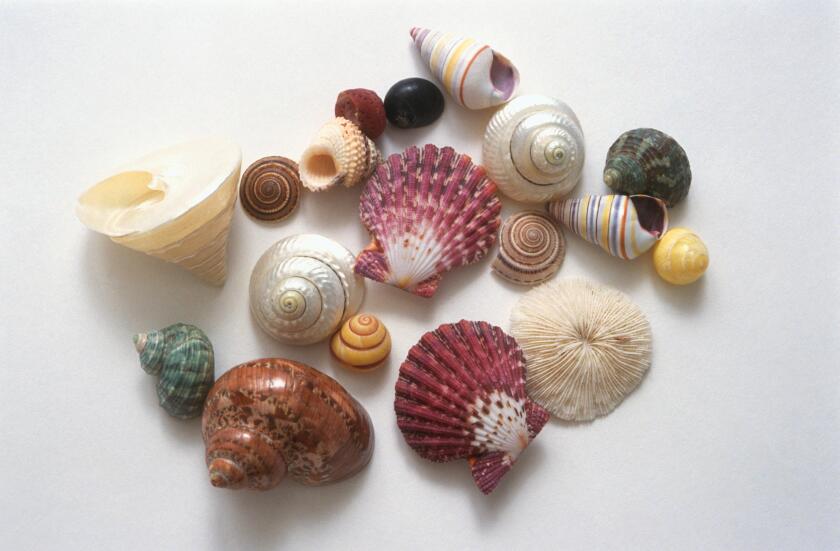 Different shells shapes and colours