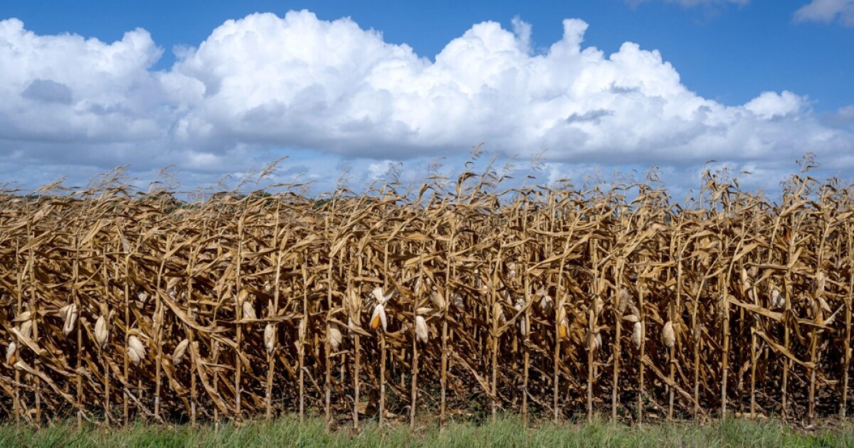 Markets bask in bullishness as record heat scorches harvests