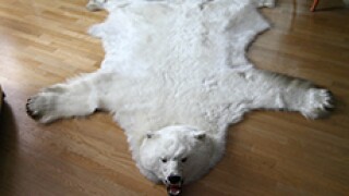 wheres the bear