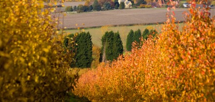 Autumn view of Horsemonden church and oast house from an orchard of golden leaf cherry trees near Goudhurst Kent UK