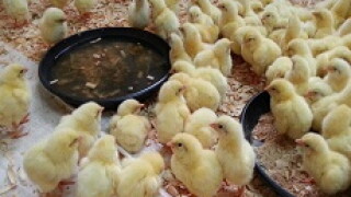 Chicks