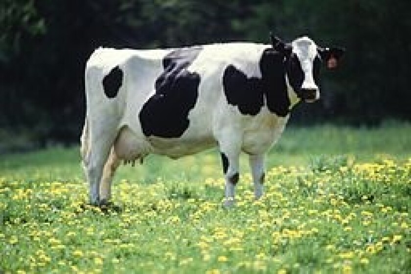 dairy cow