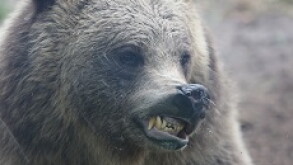Bear_snarl_PA_230x150