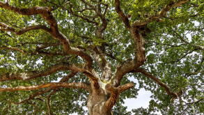 Majestic oak tree with spreading branches and lush green foliage on a summer day in Dorset UK