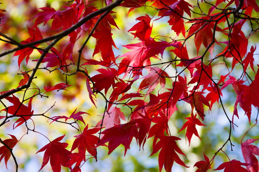 Close up of an Acer tree in autumn or fall