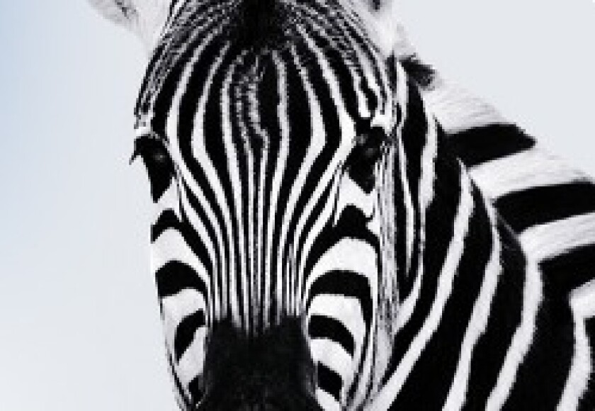 investec-zebra.jpg