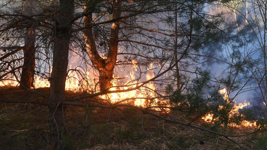 wildfire, forest fire, burning forest
