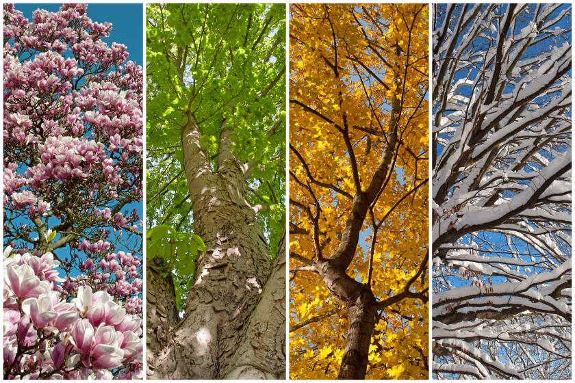 Four seasons in a collage