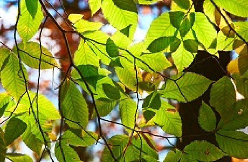 Leaves_230px