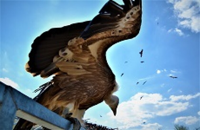 vulture 1