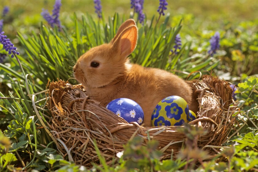 Pygmy Rabbit (Oryctolagus cuniculus) among easter decoration