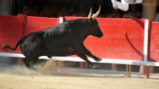 bull_230px
