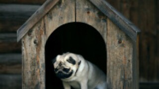 dog in dog house